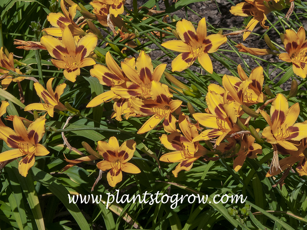 Buckeye Daylily (Hemerocallis) 
30 inch, light orange
diploid, dormant
Stout 1942